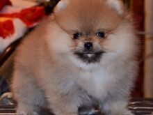 Pomeranian kutsikad
