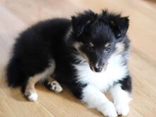 Šetlandi lambakoera kutsikad