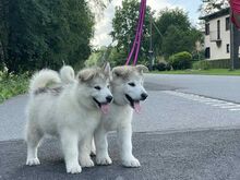 Alaska malamuudi beebid