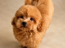 Maltipoo