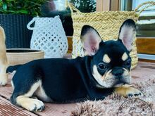 AKC prantsuse buldogi kutsikad
