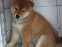 Jaapani shiba inu