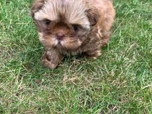 Shih Tzu kutsikad