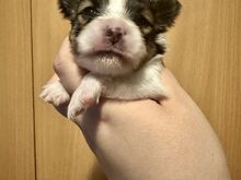 Papillon