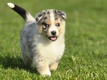 Aussie Siberian F1 kutsikad