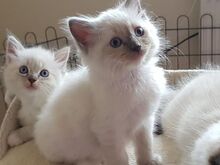 Cute male and female Ragdoll Kittens