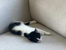 Kassitüdruk Tuuli