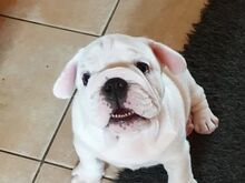 Inglise buldogi kutsikad