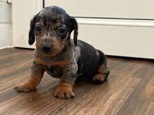 Miniature dachshunds puppies