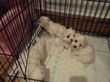 Bichon Frise