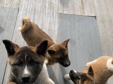 Akita kutsikad