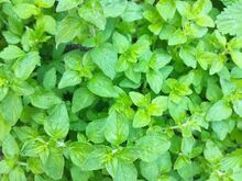 EESTI  PUNE /OREGANO