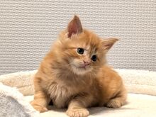 Maine Coon'i kassipojad
