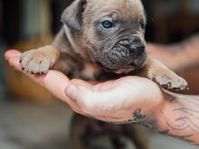 Cane Corso kutsikad