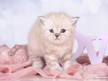 Британский короткошерстный котенок Девочка ❤️