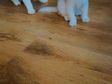 Scottish fold