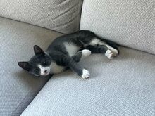 Kassipoiss Teodor