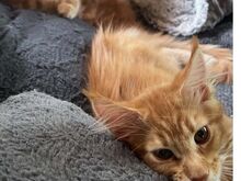 Müüa Maine Coon tõugu kassipojad