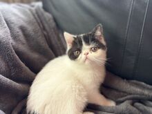 Exotic kassipojad