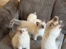 Beautiful Purebred Ragdoll Kittens