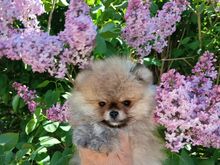 Pomeranian kutsikas
