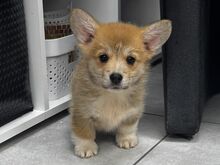 Welsh Corgi Pembroke
