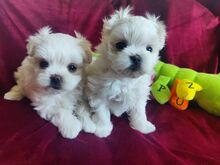 Maltese kutsikad