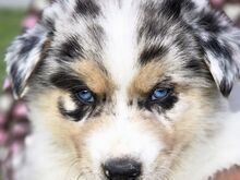 Aussie Siberian F1 kutsikad
