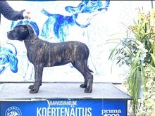 Cane Corso emane kutsikas