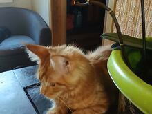 Maine Coon  kassipoeg