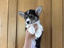 Pembroke'i Welsh Corgi Kutsikad | Kennelklubis Reg
