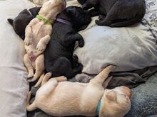 5 emast / 3 isast labradori retriiveri kutsikat