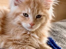 Müüa Maine Coon tõugu kassipojad