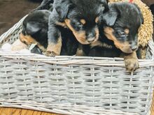 Rottweileri kutsikad