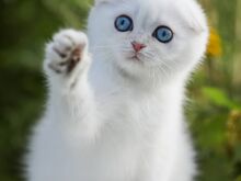 Sinisilmne Scottish Fold poiss