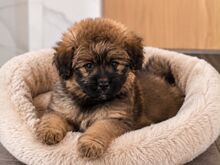 Pomopoo