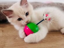 Ragdoll Kittens