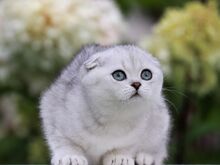 Девочка скоттиш-фолд