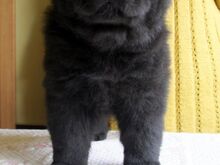 Chow chow kutsikad