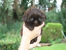 Shih Tzu kutsikad
