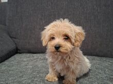 Maltipoo kutsikad