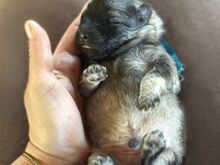 Keeshond
