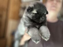Keeshond