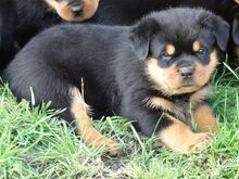 Rottweileri kutsikad