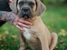 Cane Corso kutsikad
