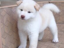 Jaapani shiba inu kutsikad.