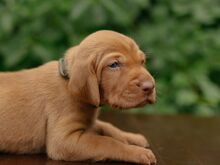 Vizsla / Ungari lühikarvalise linnukoera kutsikad