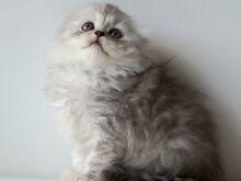 Scottish Fold kassipojad emane