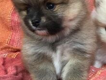 Pomeranian kutsikad