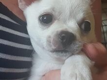 Chihuahua kutsikad